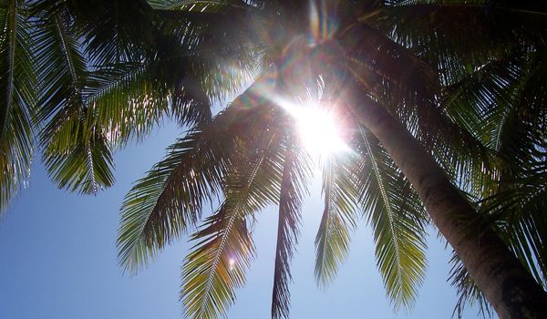 sunlight-palm-tree-110207-02