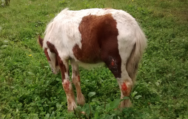 Derbyshire burnt foal 1