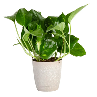 A Pothos plant in a white pot