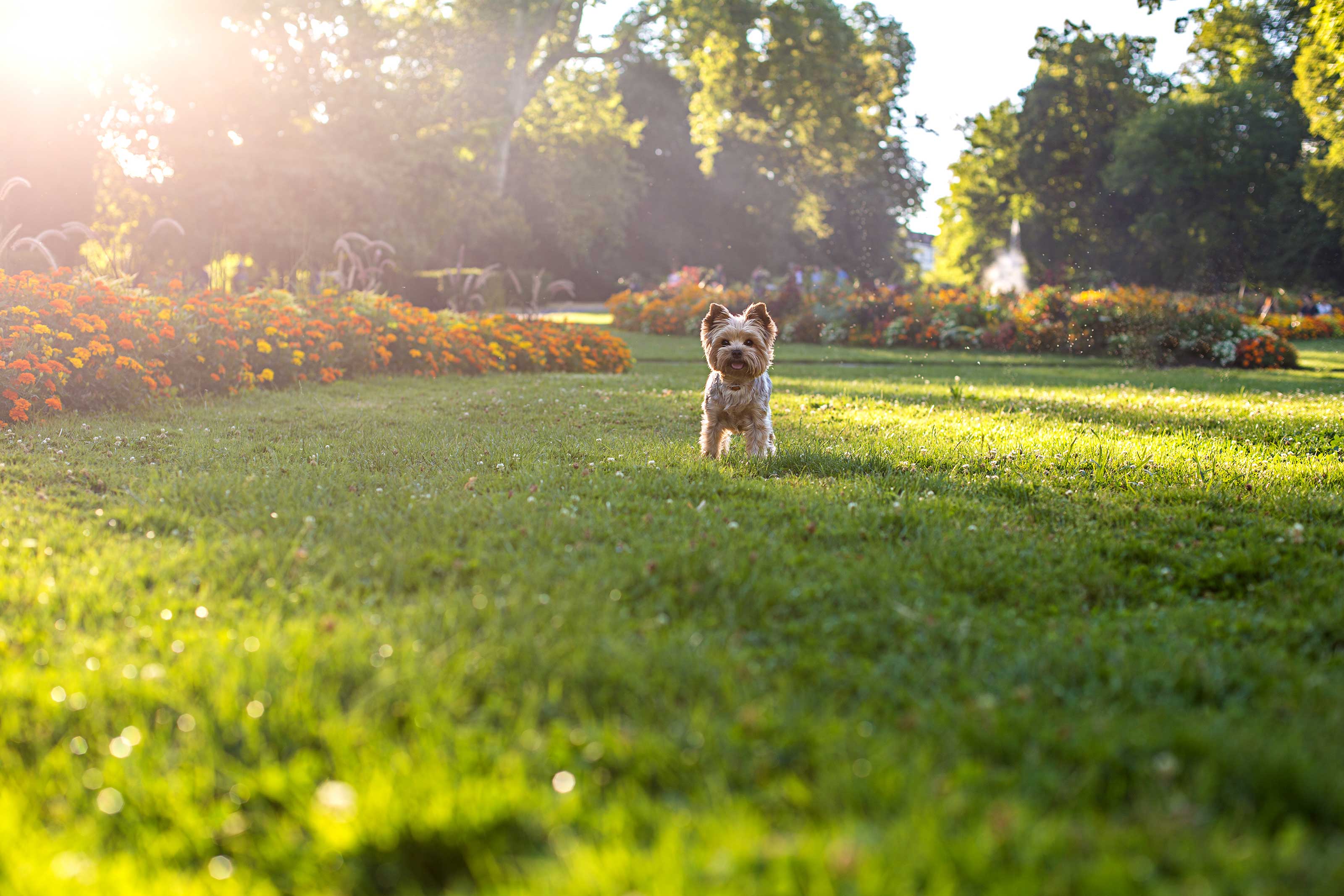 Yorkshire terrier running on lawn