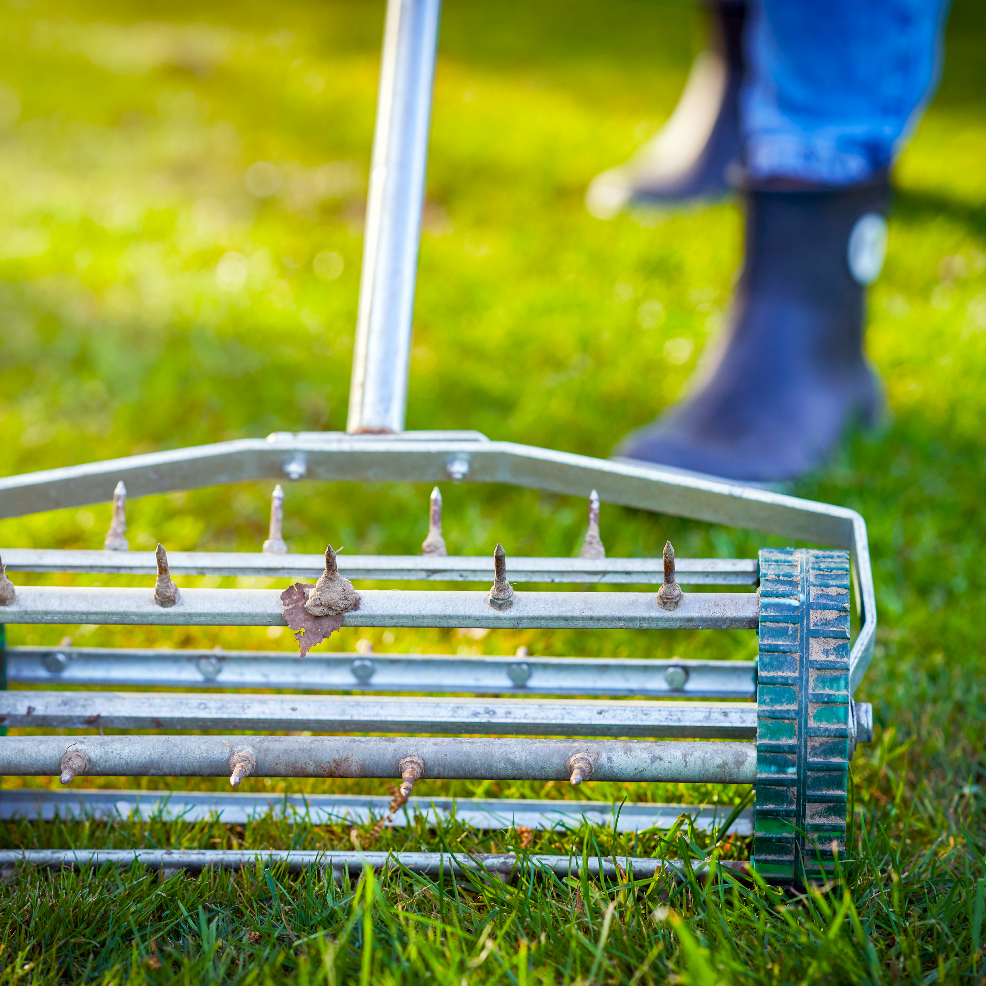 grass aerator being used to aerate lawn to improve moisture and nutrient and air supply to lawn roots