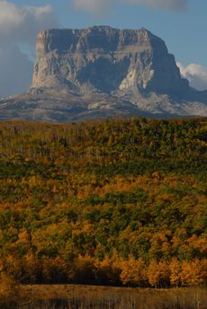 Fall Leaves at Glacier National Park