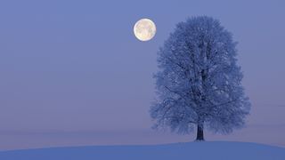 a full moon on a snowy night with a large snow-covered tree