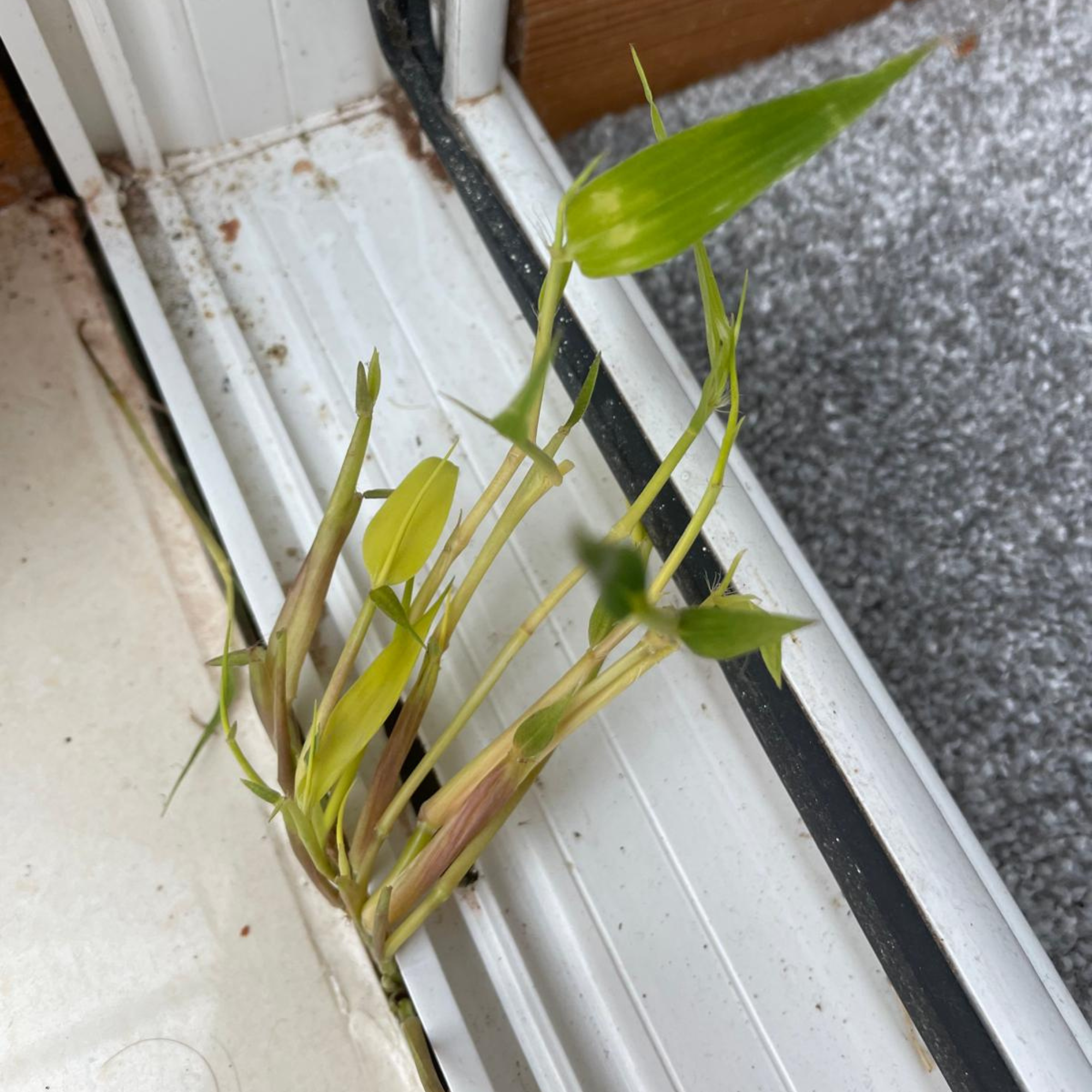 Invasive bamboo emerging through Peter Barnes'* conservatory door.
