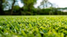 An up close look at a green and thick lawn in summer