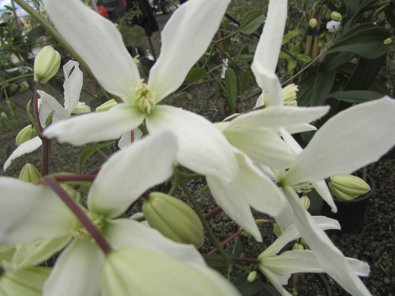 Evergreen Clematis Plants