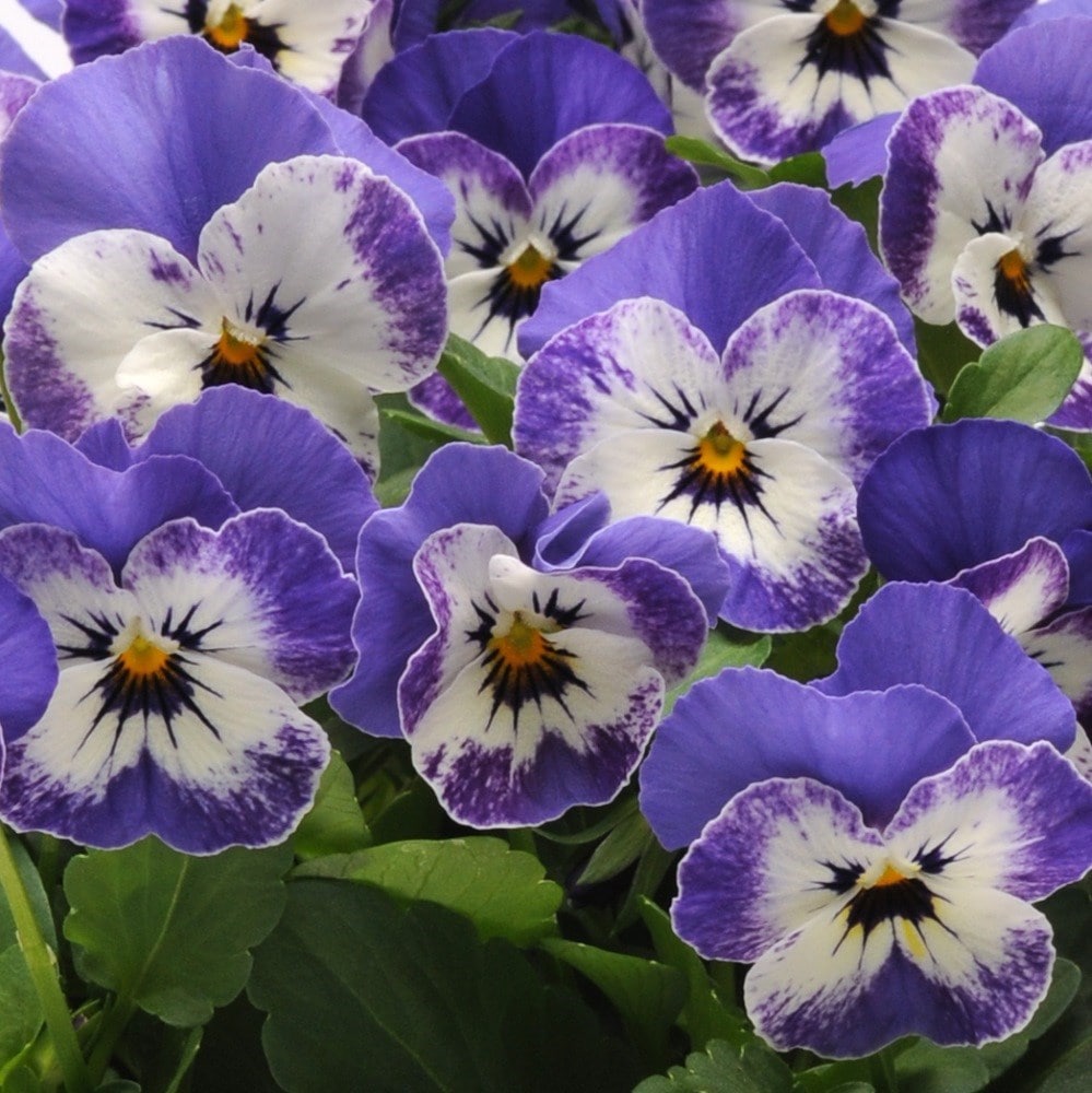 Viola Sorbet Xp Delft Blue (sorbet Xp Series)