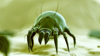 A 3D medical illustration of a dust mite