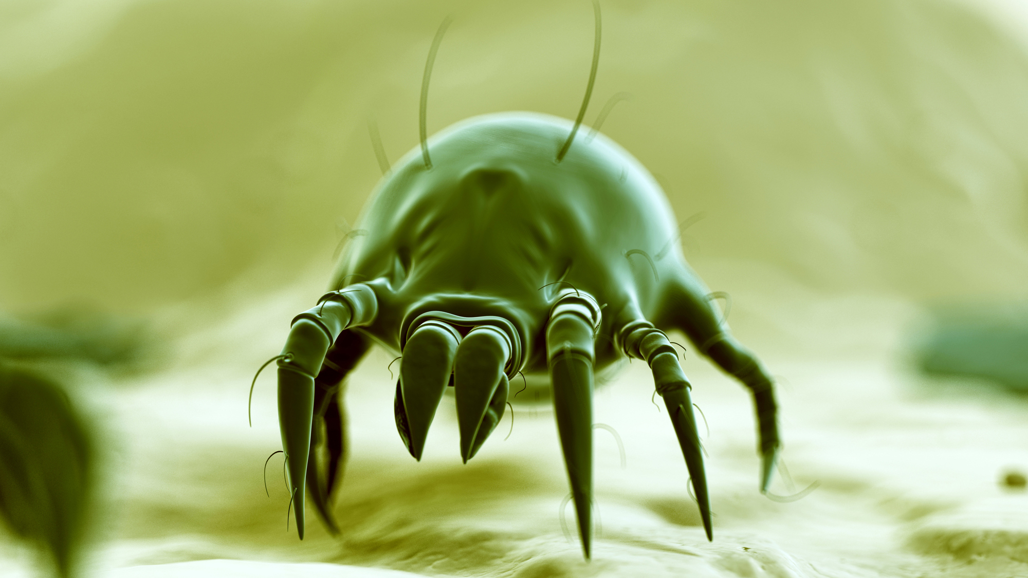 Dust mite poop and dead skin Why you should bin old bed pillows Top