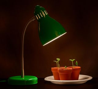 Three Sprouts With Grow Lamp