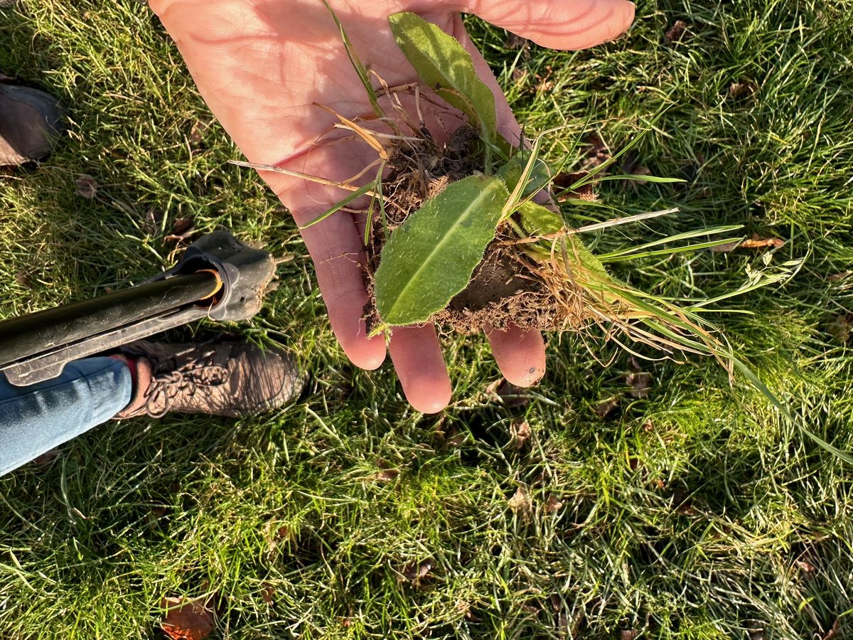 A weed in my hand that has recently been pulled out