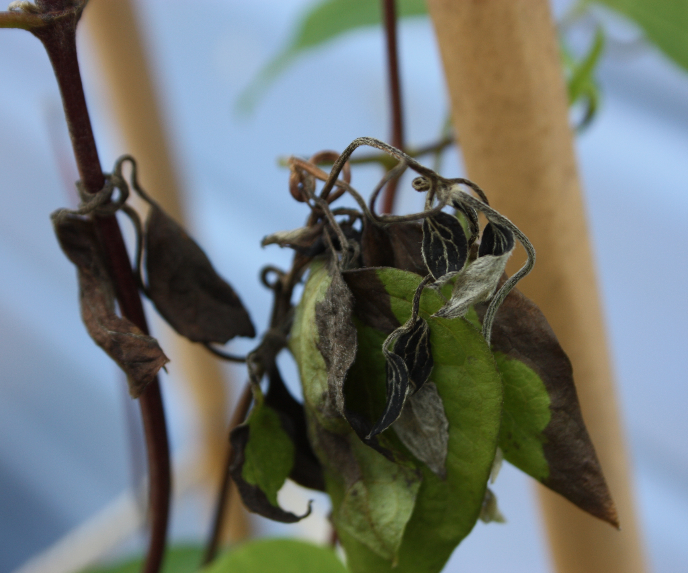 Black stems and leaves caused by clematis wilt