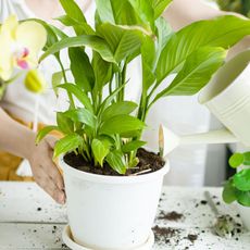 peace lily houseplant in white pot being given a tonic with a watering can