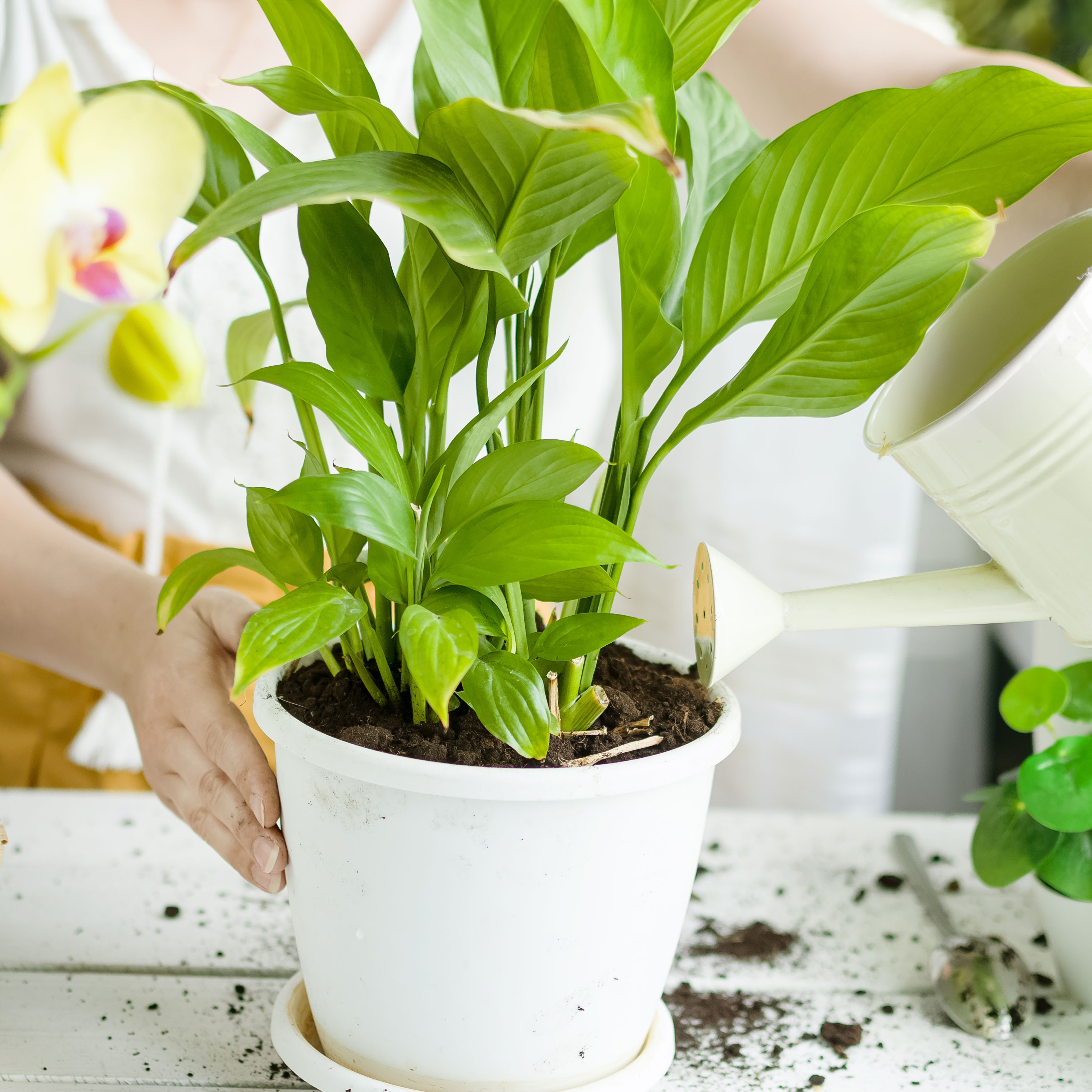 peace lily houseplant in white pot being given a tonic with a watering can