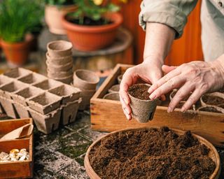 Gardener fills pots with seed-starting mix