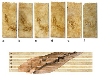 Top: the six limestone plates containing the Aegyptocetus tarfa skeleton before preparation. Plates are lettered "a" through "f" from top to bottom. Bottom: schematic shows the skull, as preserved, relative to bedding and relative to plate surfaces.