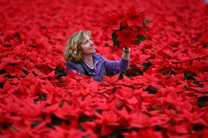 Carolyn Spray holds one of her many Poinsettia plants ready to be dispatched for the Christmas season at the Pentland Plants garden centre on November 23,2015 in Loanhead, Scotland.