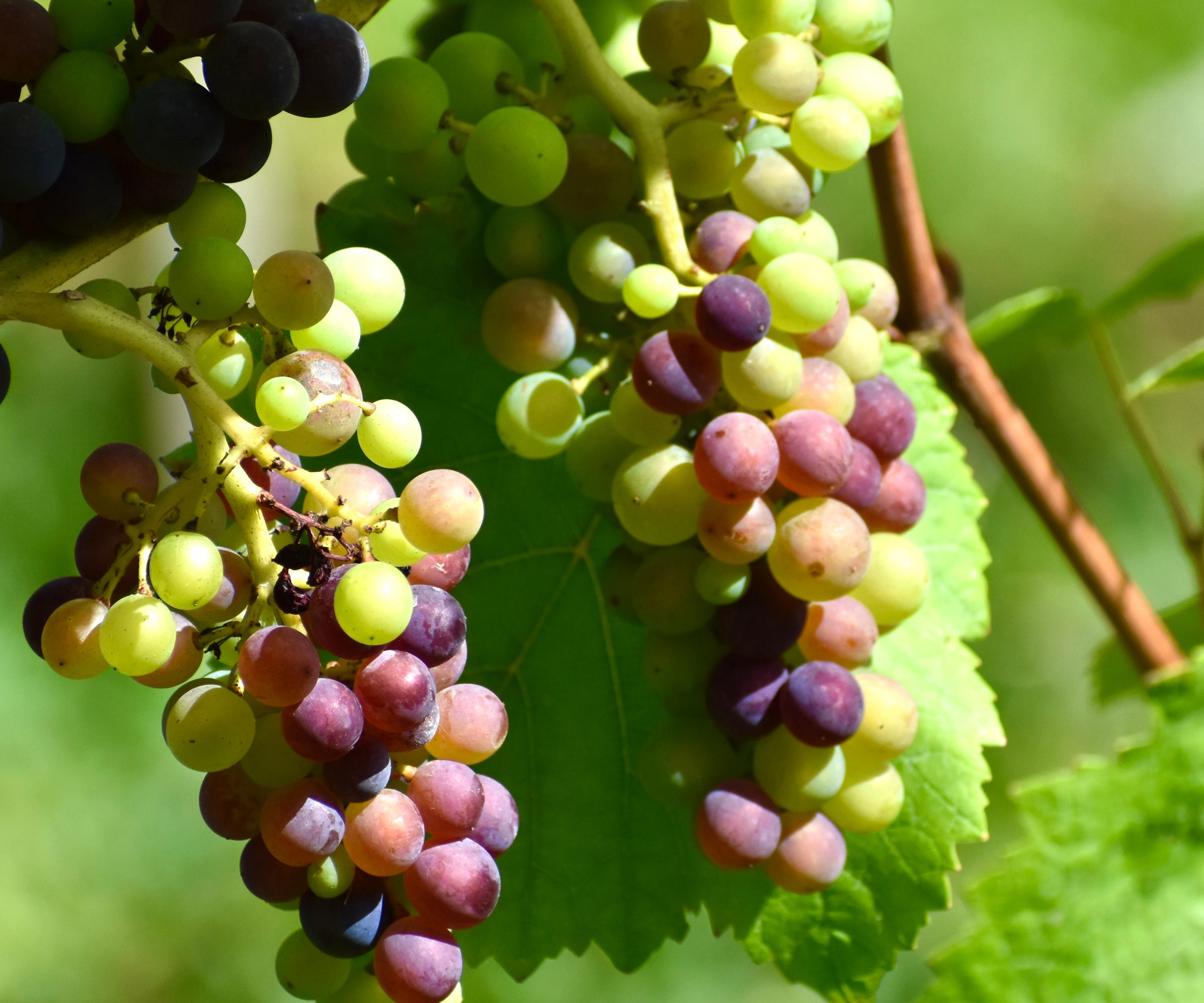 Muscadine grapes with green and red fruits