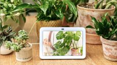 Echo Show surrounded by plants