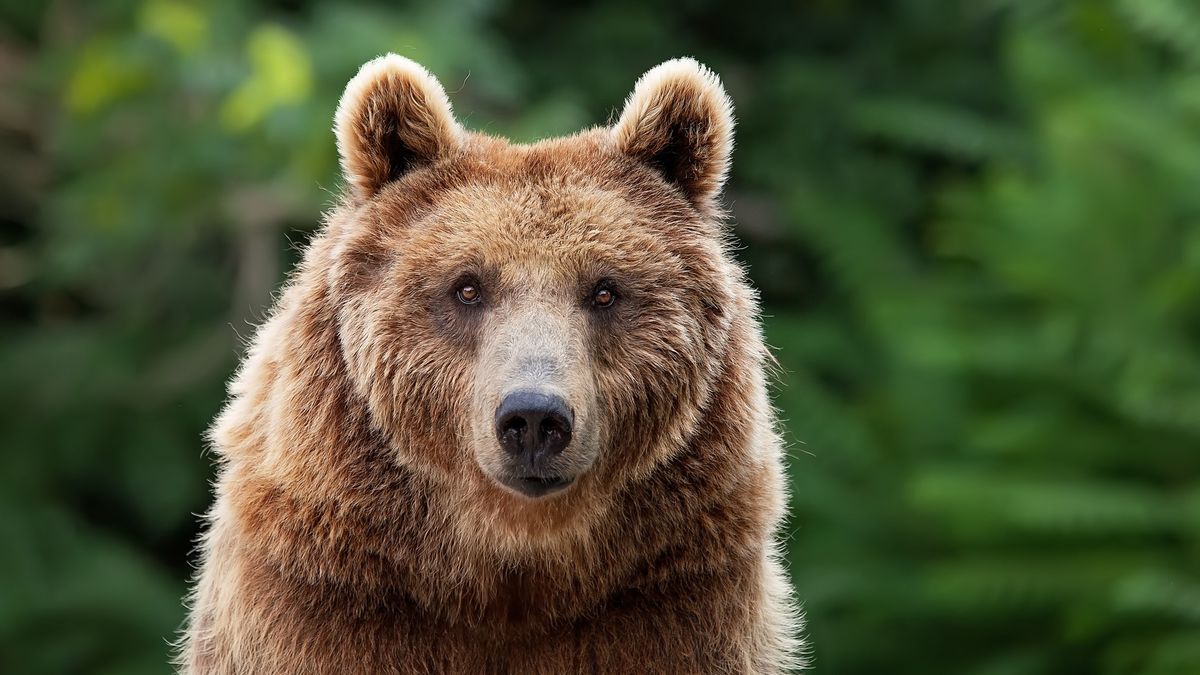 Grizzly bear facing camera