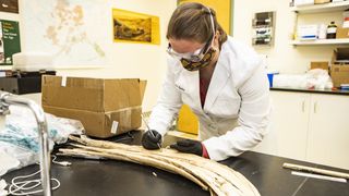 A researcher takes samples from a 14,000-year-old woolly mammoth tusk.
