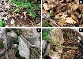 A. microstoma flowers found in various places on the ground.