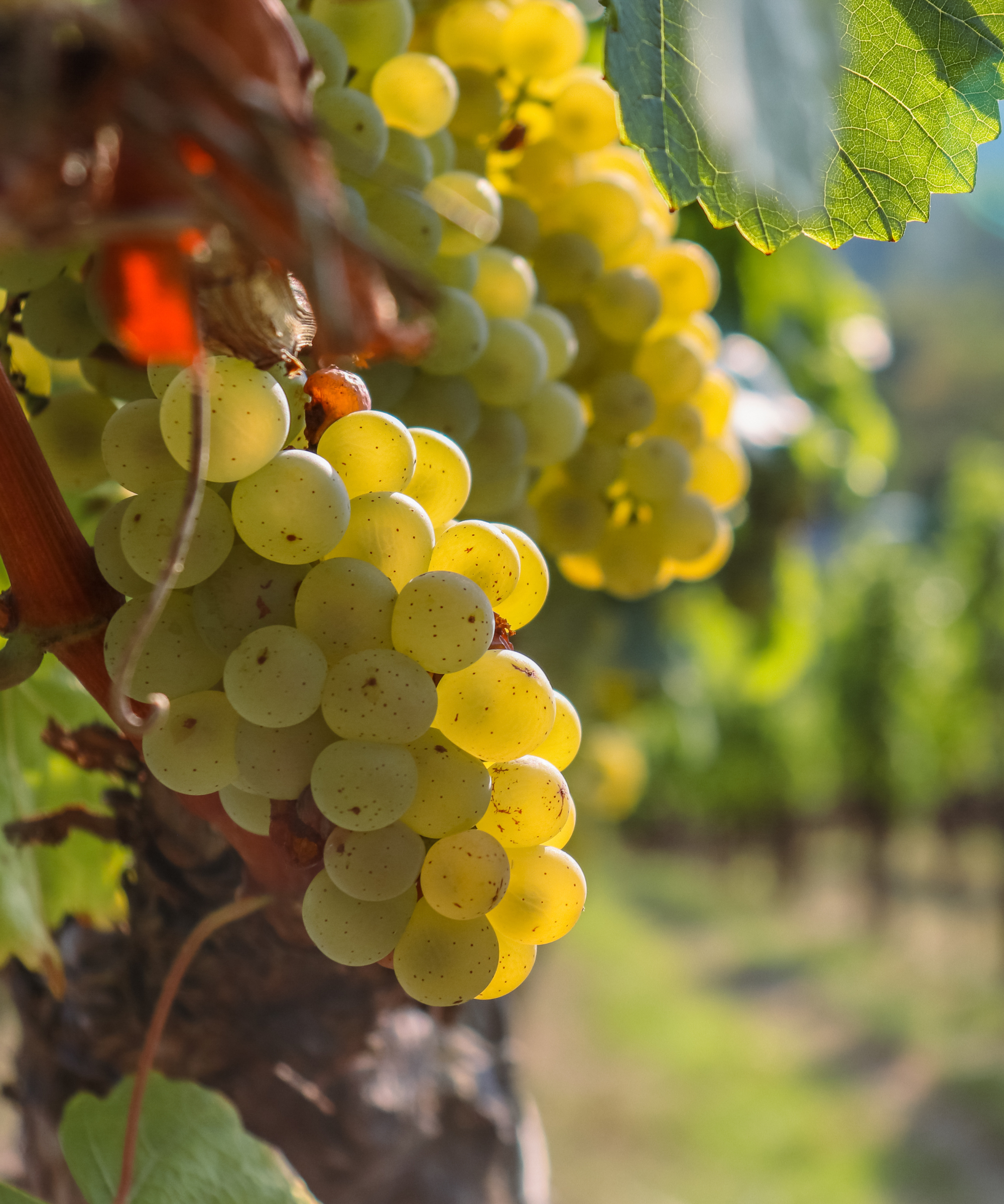 Wine grapes on cordon at vineyard before harvest. Close up of the big vine grapes bunch on a beautiful sunny day. Selective focus. Against the light.