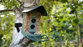 Photo of the Kiwibit Beako smart birdfeeder camera mounted to a tree