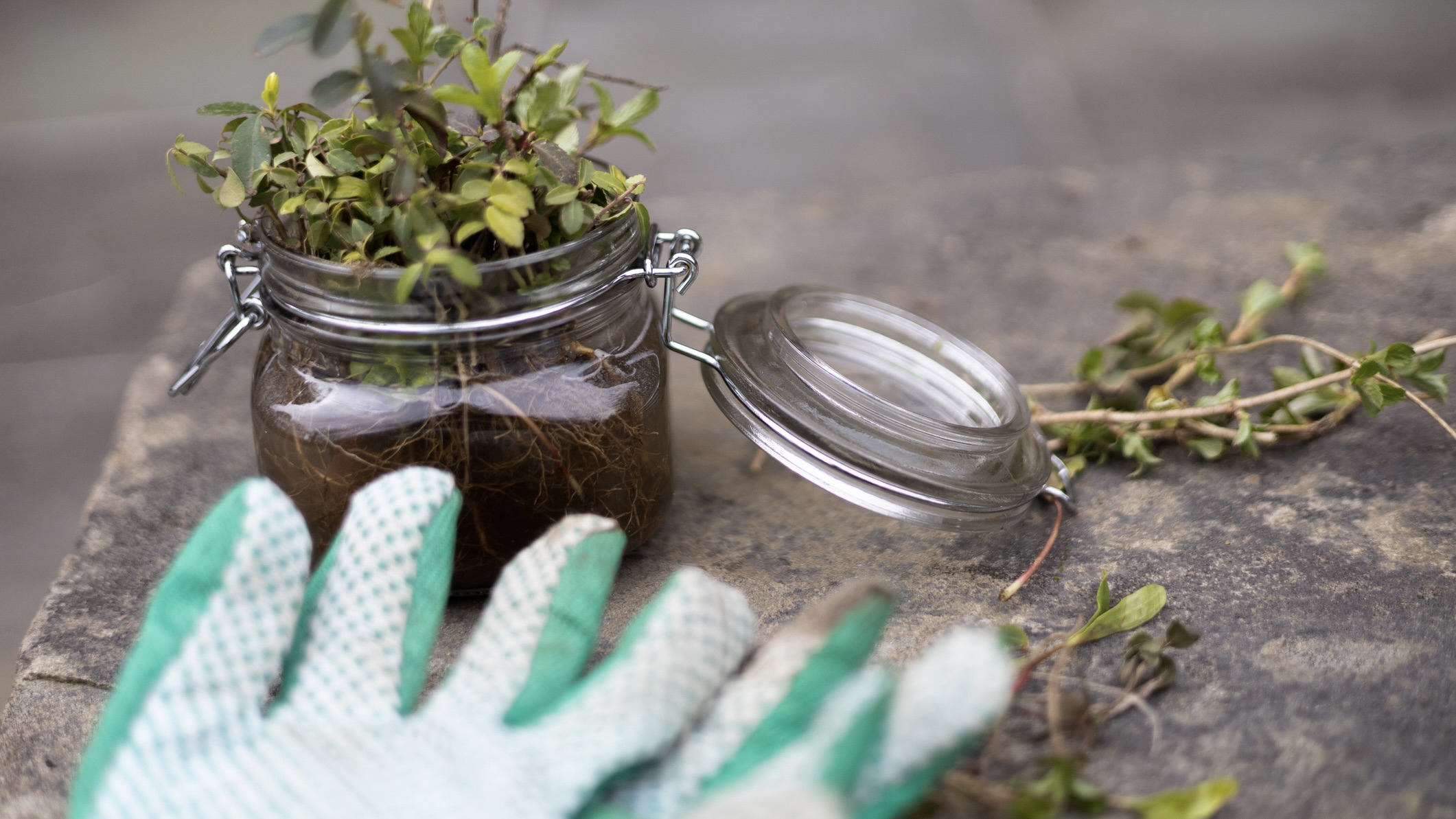 Glass jar of volunteer plants from garden on slate surface with gardening gloves in foreground