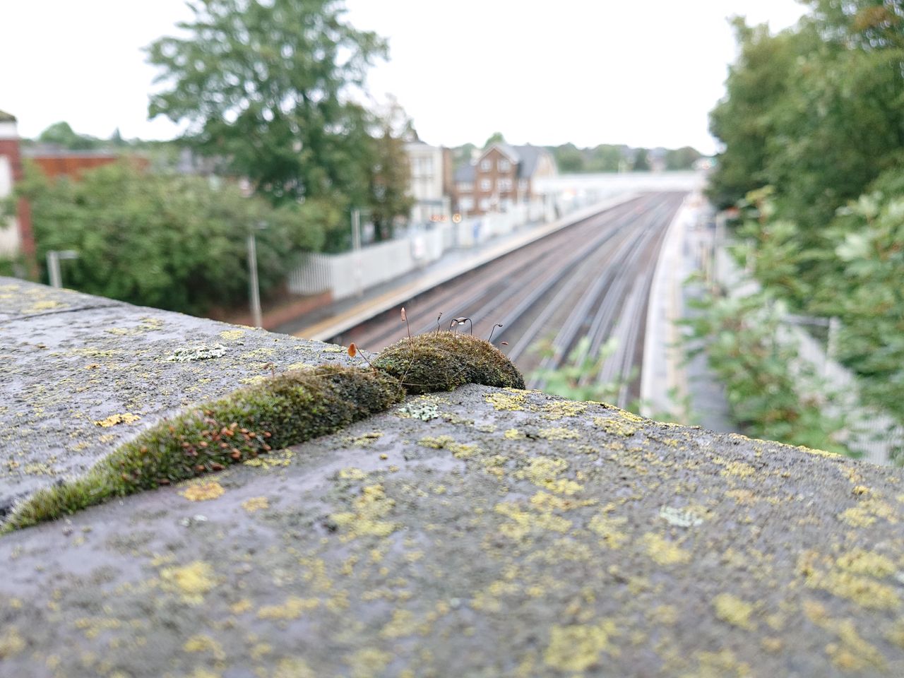 This gives you an idea of the natural bokeh the XZ2 Premium produces.