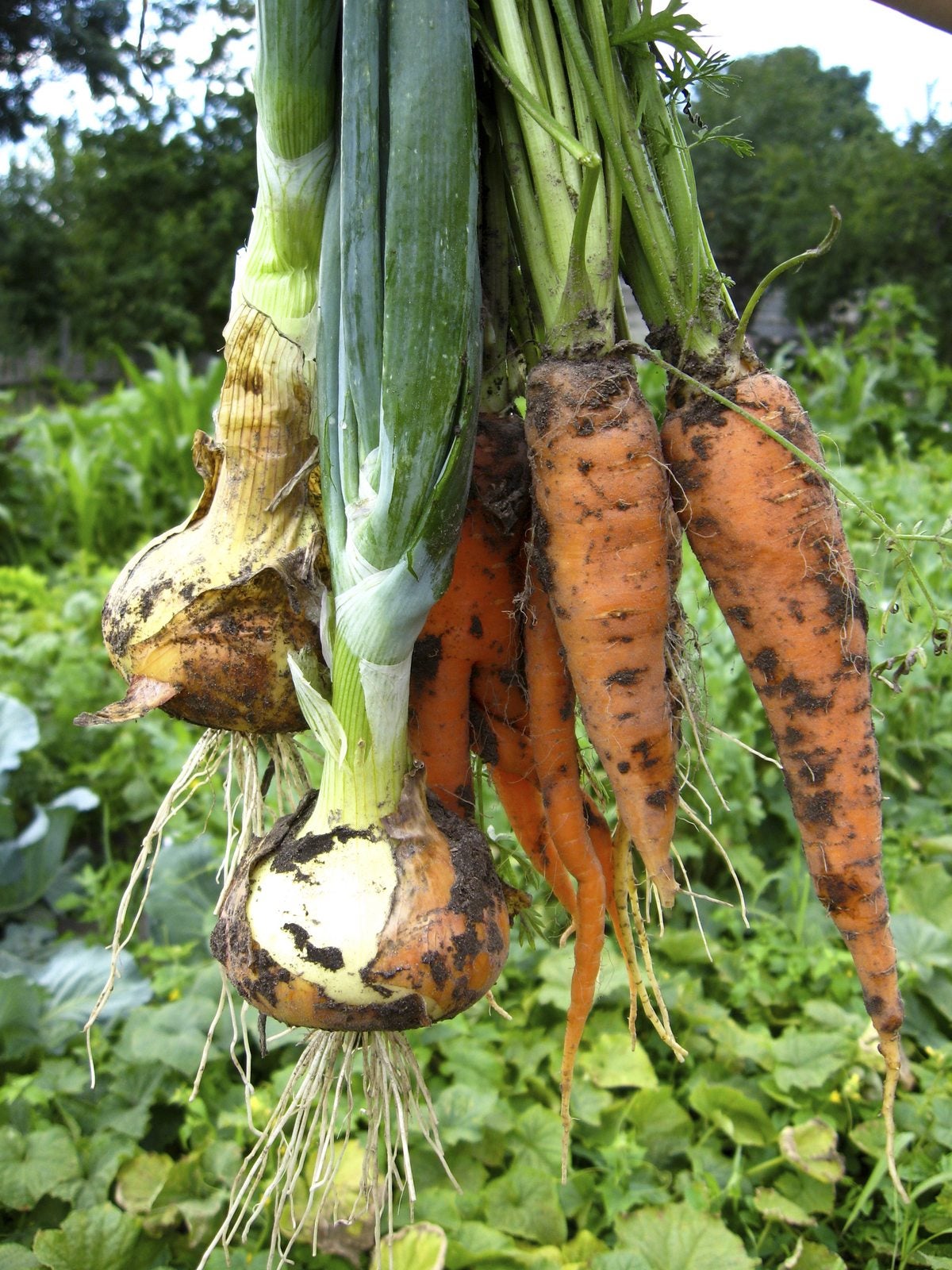 Leek Plant Companions - Learn About Companion Planting With Leeks |  Gardening Know How