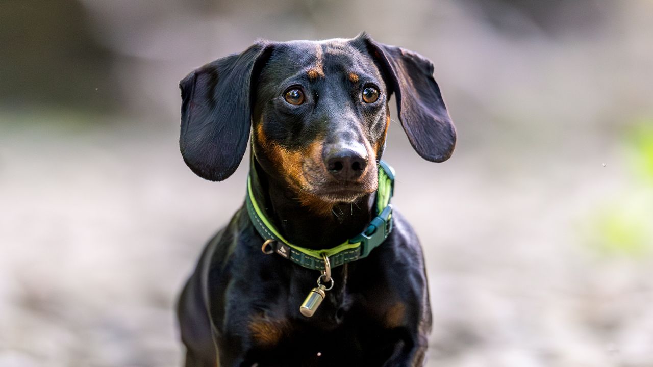 sausage dog against grey stones