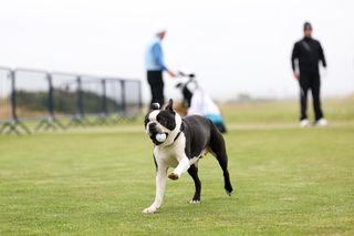 A dog picks up a golf ball and runs with it