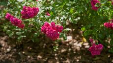 mulched pink rose bush