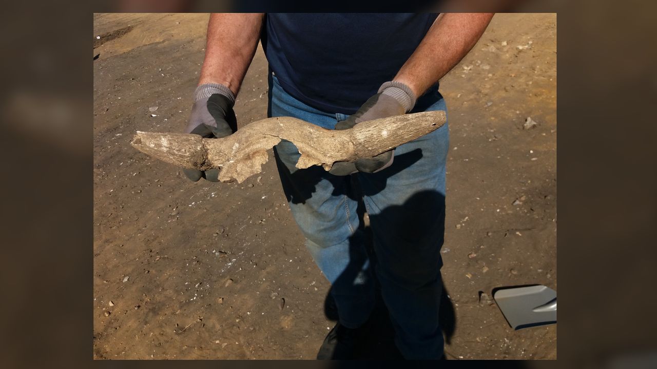 There is evidence that the halls of the royal compound were extensively used for feasting. The remains of many animals have been found there, including the horns of cattle.
