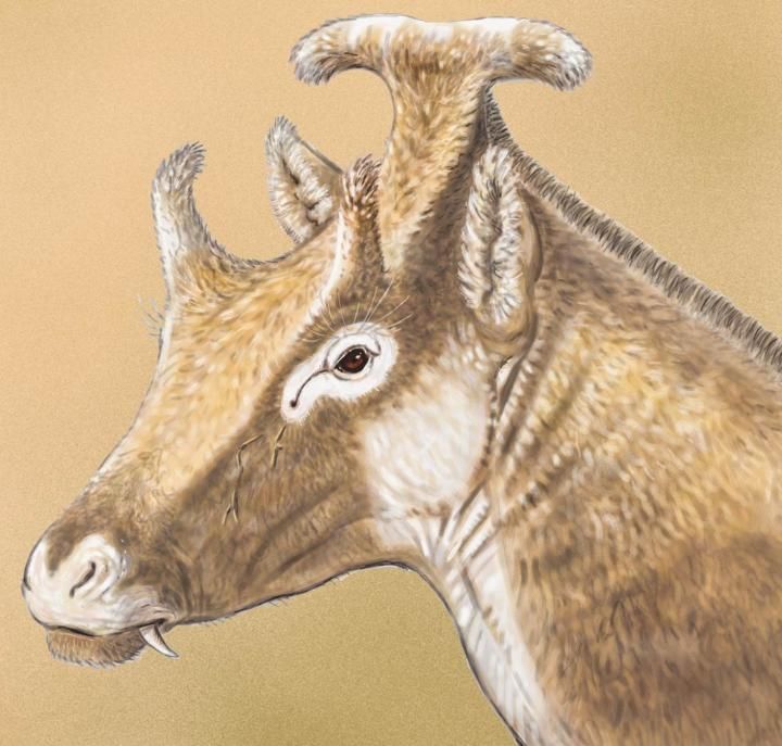 x. amidala, an extinct relative of giraffes