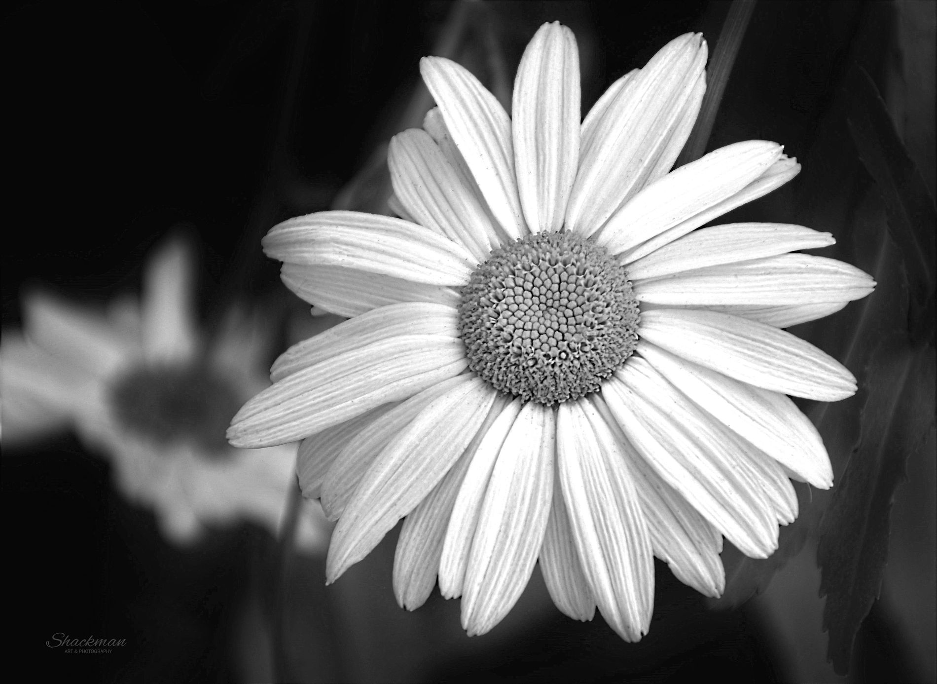 GuruShots - Monochrome Moments Jan 26