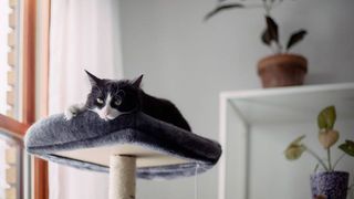 Cat resting on top of one of the best cat trees