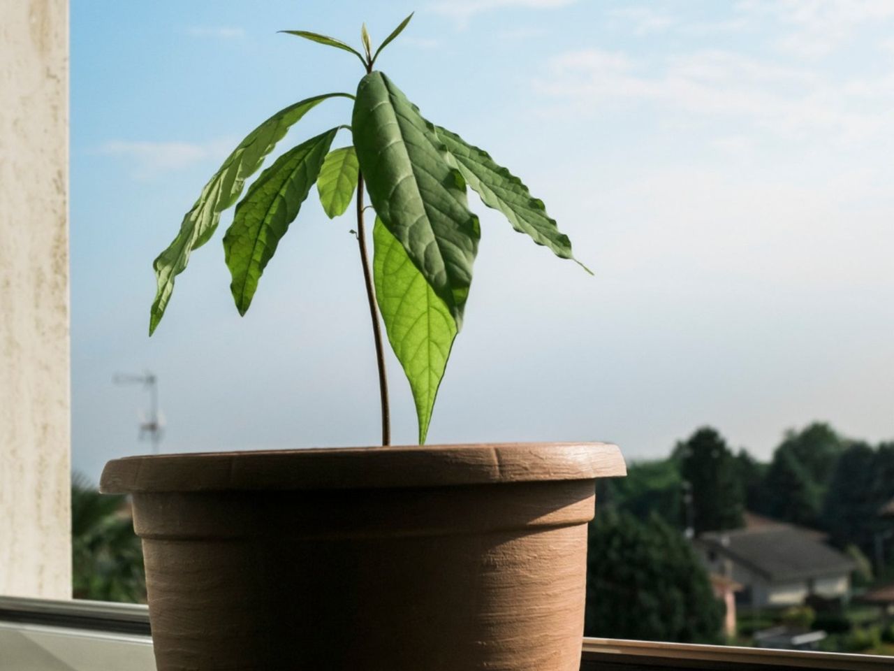 Potted Sprounting Avocado