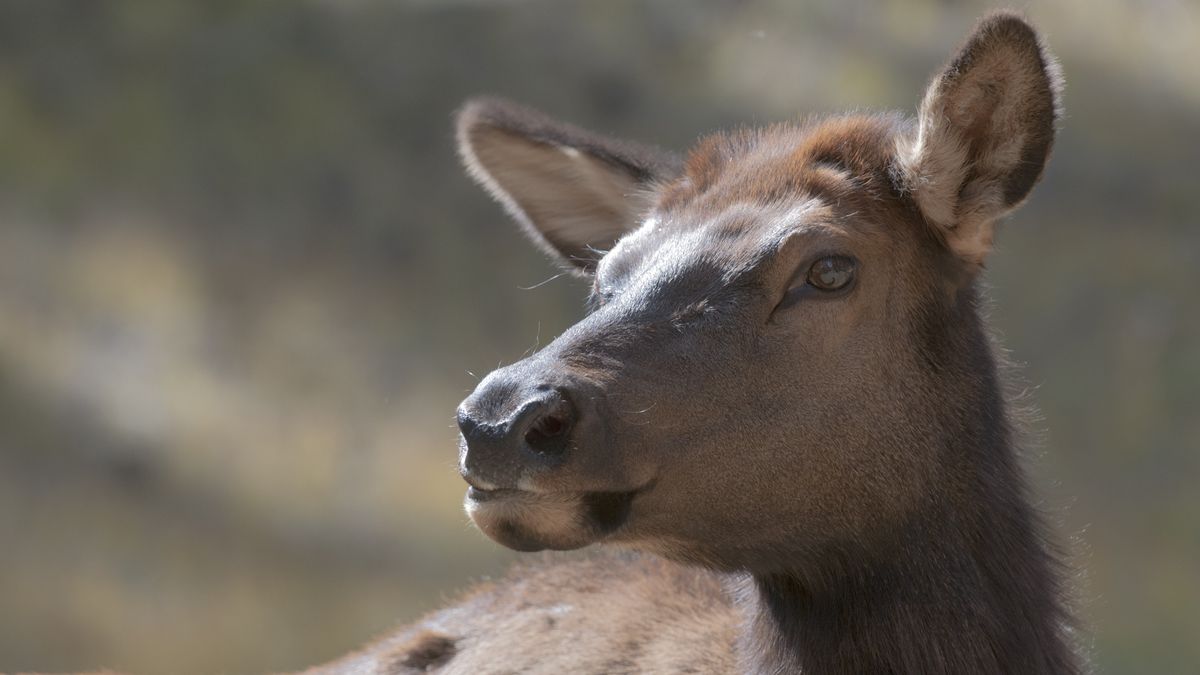 Close-up of cow elk