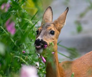 Close up of a deer eating garden plants