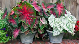 Caladium flowers in plant pots