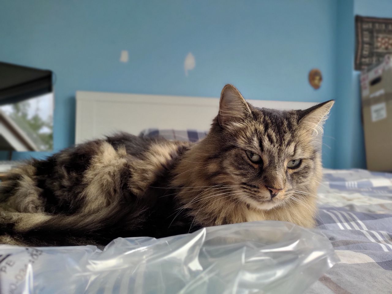 Portrait mode sample with a less challenging subject, detail in the foreground is strong and background blue looks great, though there's no foreground blur applied.