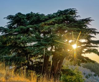 Sun shining through cedar of Lebanon trees