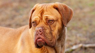 Dogue De Bordeaux close up