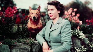 Queen Elizabeth II of England at Balmoral Castle with one of her Corgis