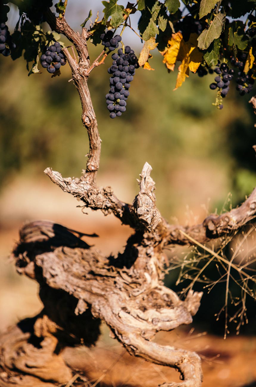 Yalumba-Old-Vine