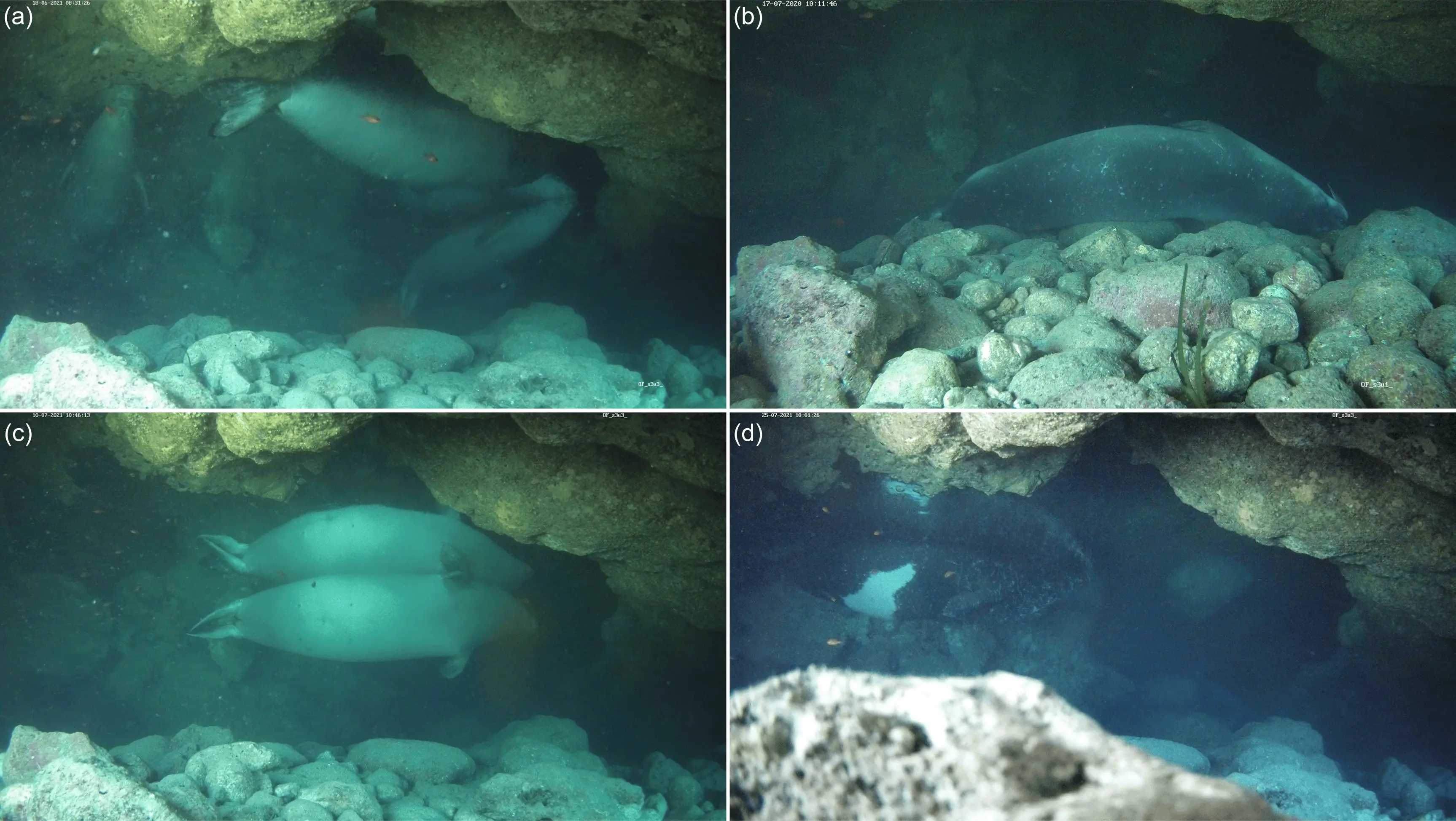 seal in an underwater cave.