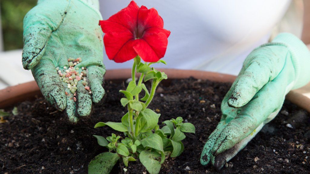 Gloved hands fertilizing a petunia