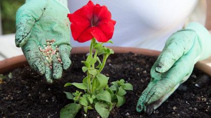 A gloved hand fertilizing a petunia